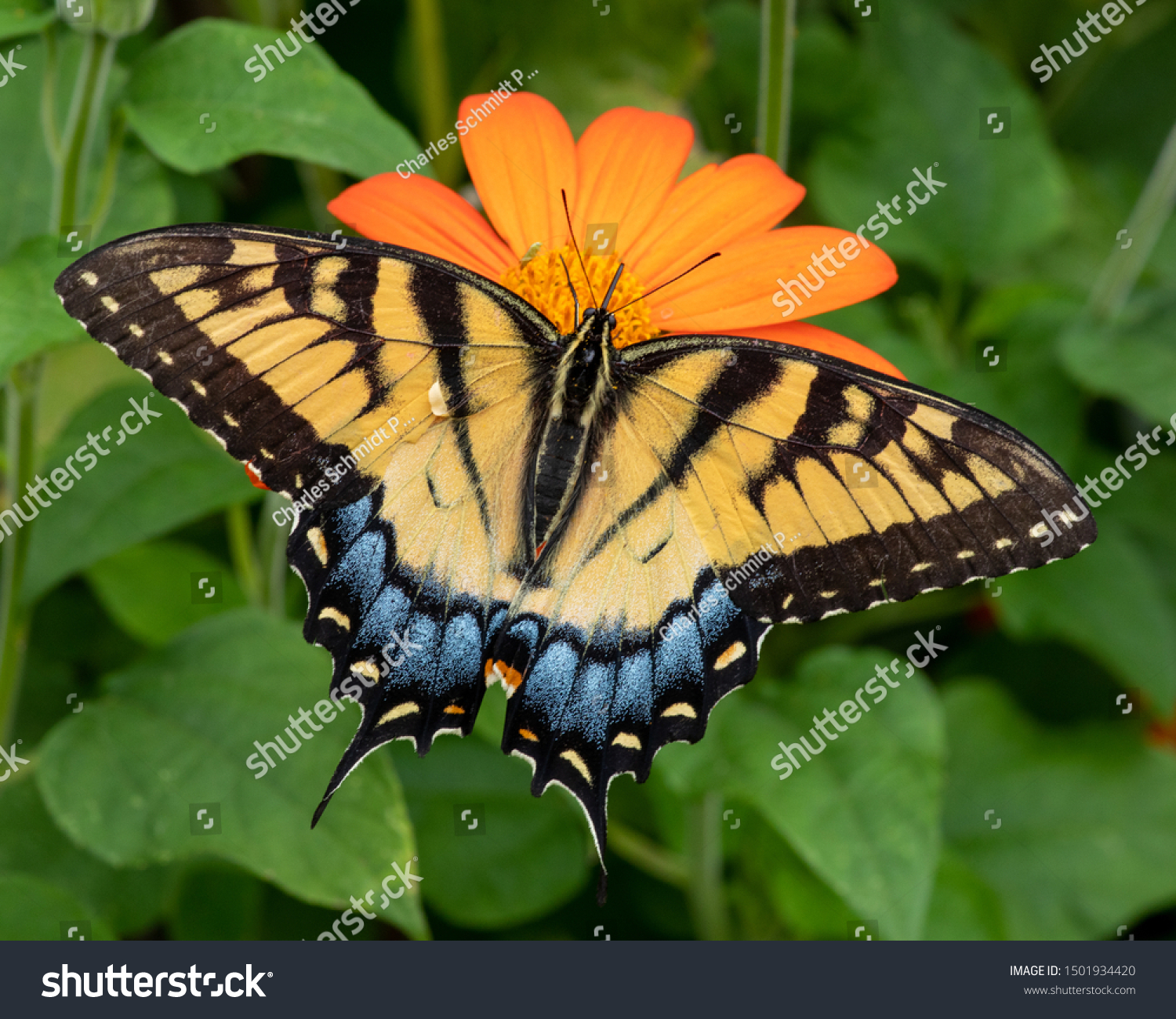 Swallowtail Butterfly On Orange Flower Stock Photo Edit Now 1501934420