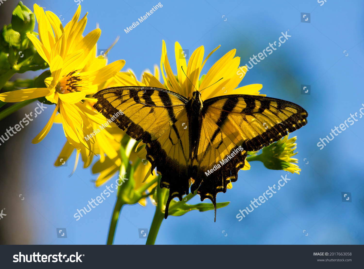 雄の蝶は 鮮やかなピンクの花の群れの受粉の媒介者です 写真素材 Shutterstock