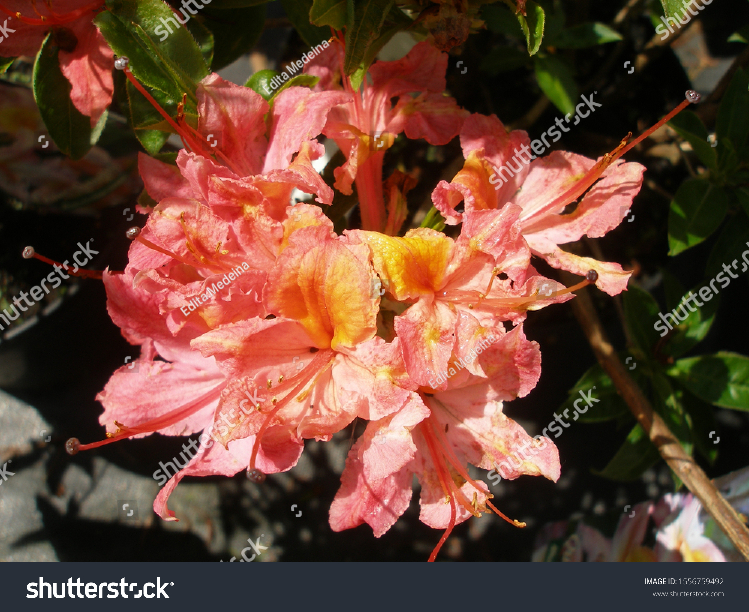 Swamp Azalea Rhododendron Viscosum Quiet Thoughts Nature Stock Image 1556759492