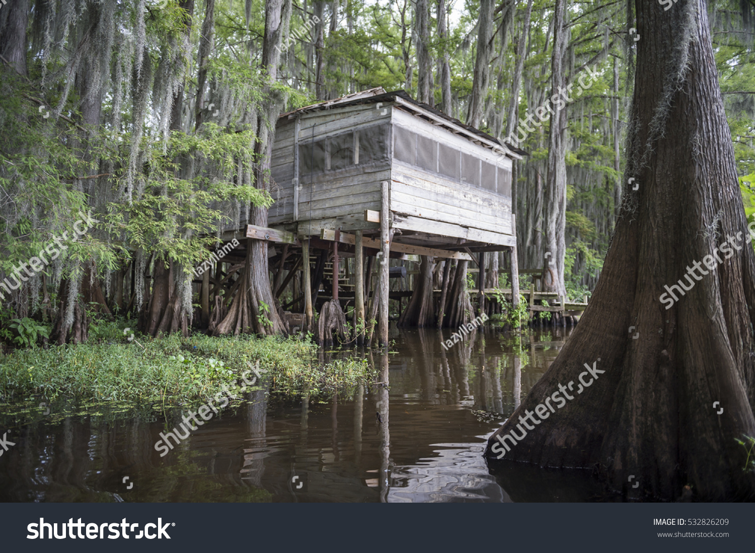 Swamp Bayou Scene American South Featuring Stock Photo (Edit Now) 532826209