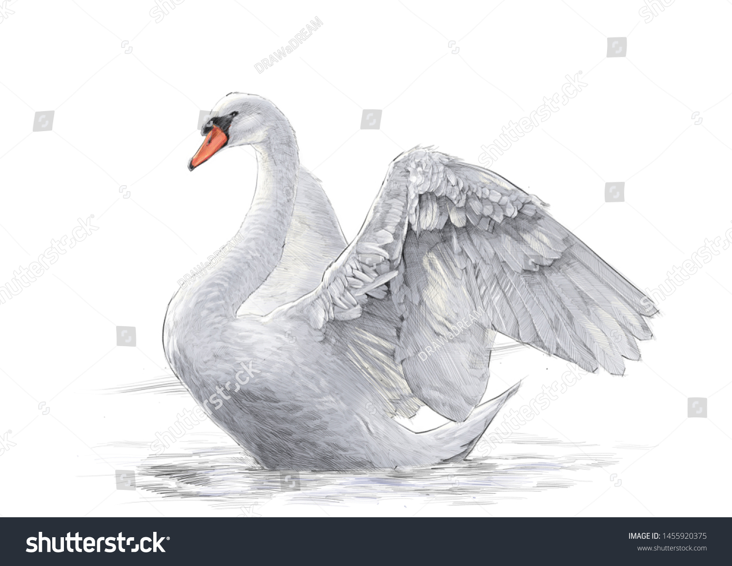 Swan Colour Pencil Drawing On White Stock Illustration 1455920375