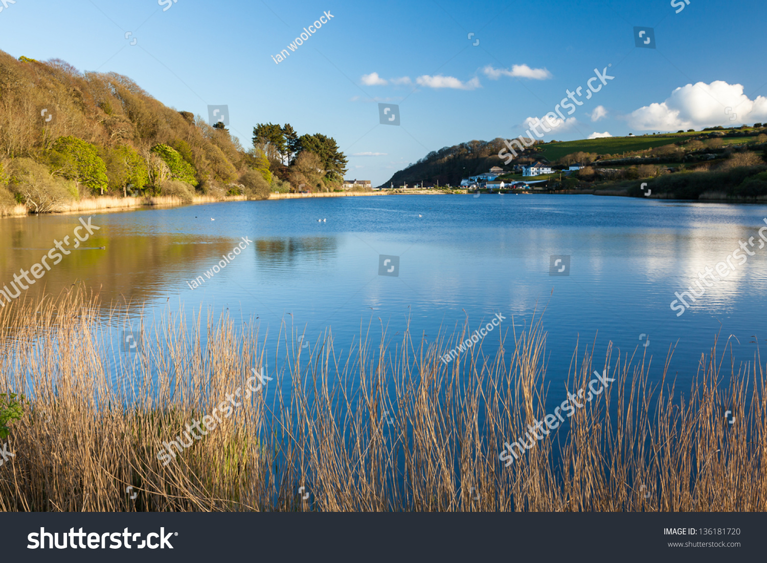 Swanpool Nature Reserve Falmouth Cornwall England Stock Photo (Edit Now)