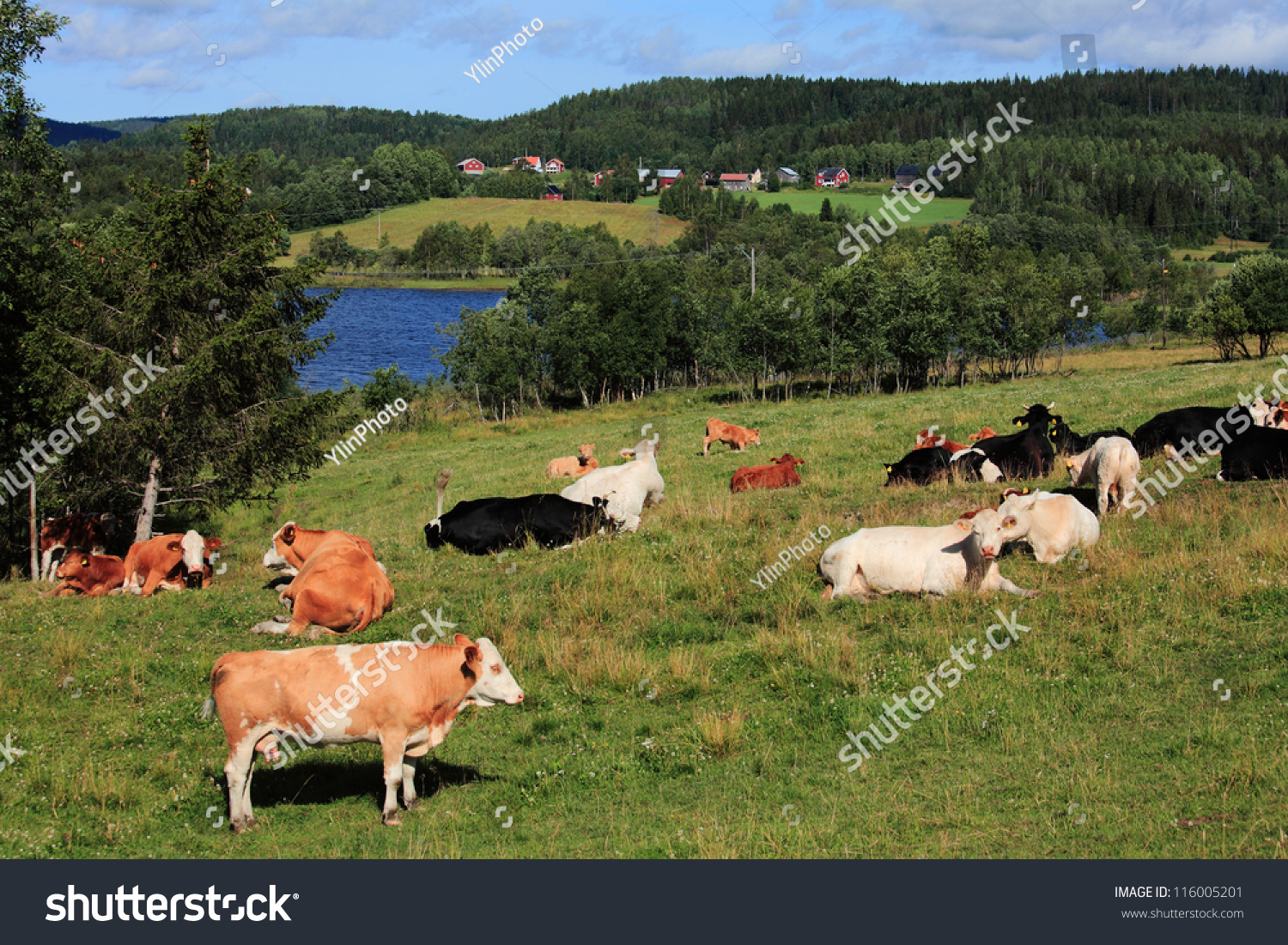 Swedish Landscape Stock Photo 116005201 : Shutterstock