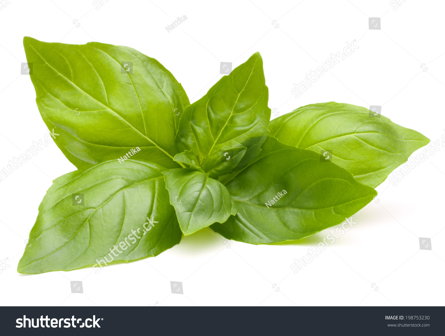 Sweet Basil Leaves Isolated On White Background Stock Photo 198753230 ...