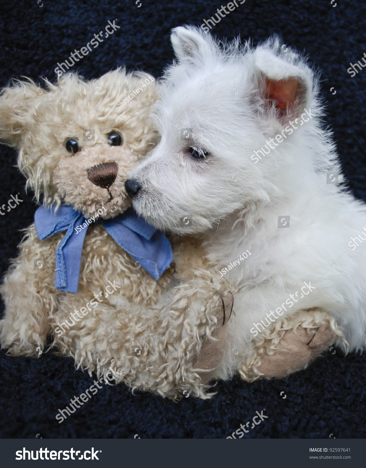 westie teddy bear