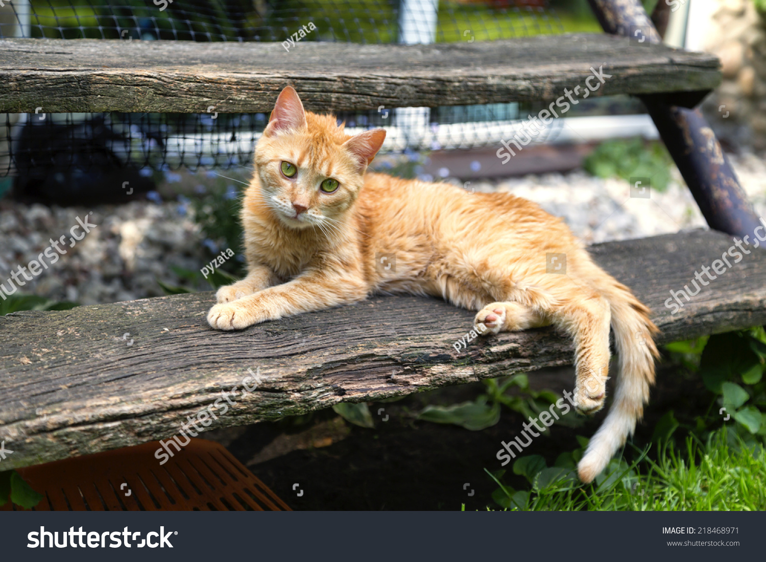 Sweet Short Hair Orange Tabby Cat Stock Photo Edit Now 218468971