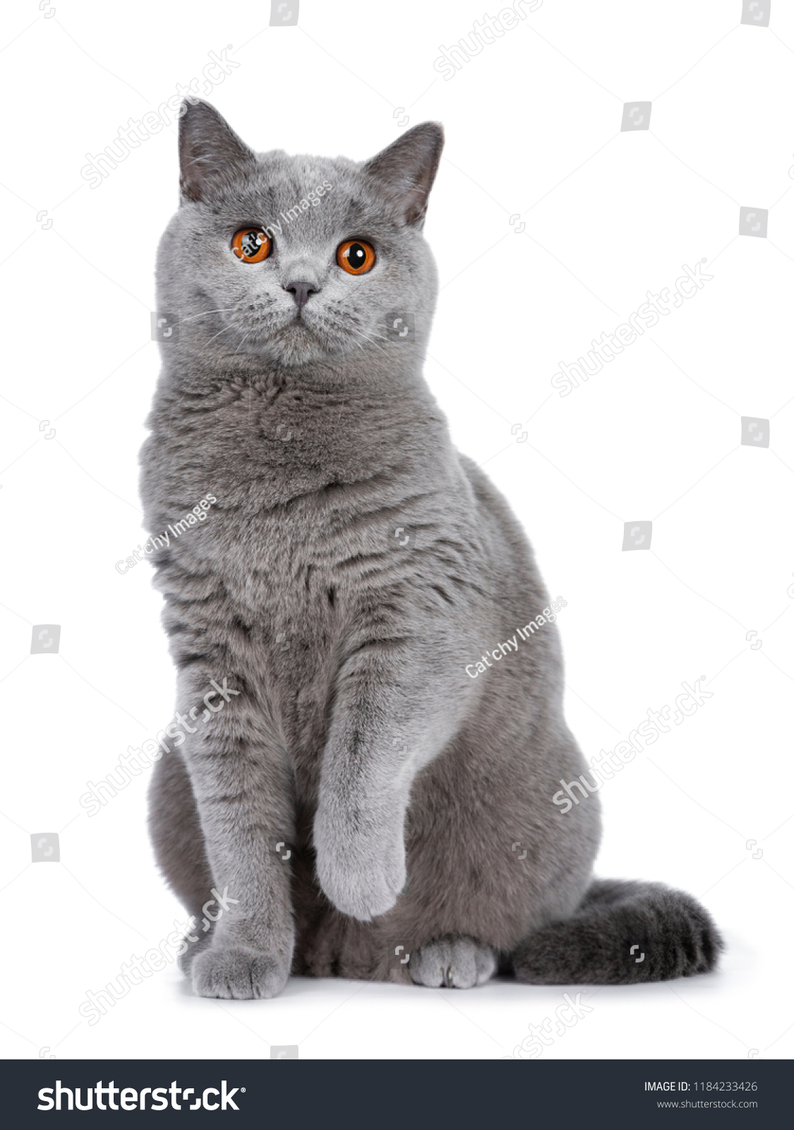 62,854 British Shorthair Cat Kittens Images, Stock Photos & Vectors ...