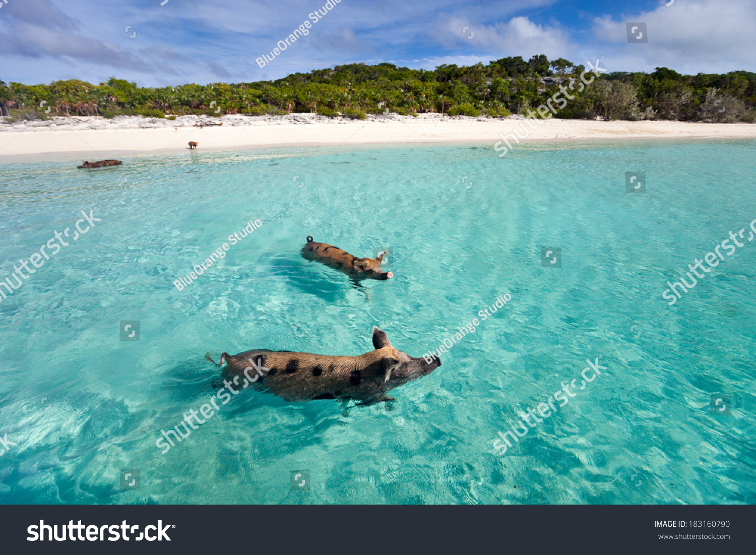 外島のバハマの泳ぐ豚 の写真素材 今すぐ編集