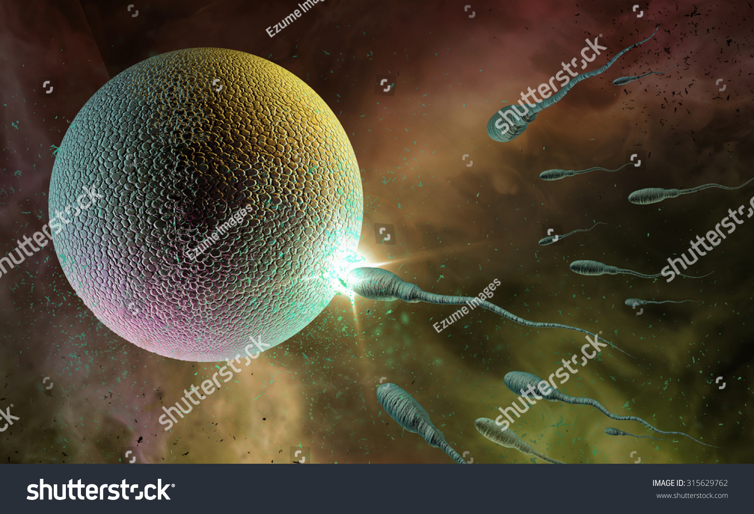 Swimming Sperm Race Impregnate Fertile Human Stock Illustration 315629762 Shutterstock