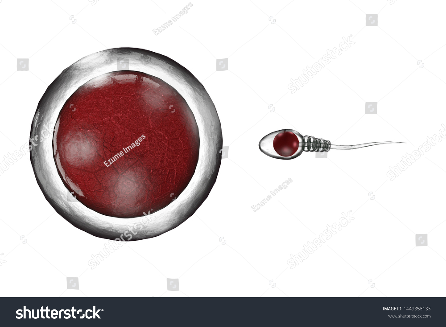Swimming Sperm Race Impregnate Fertile Human Stock Illustration