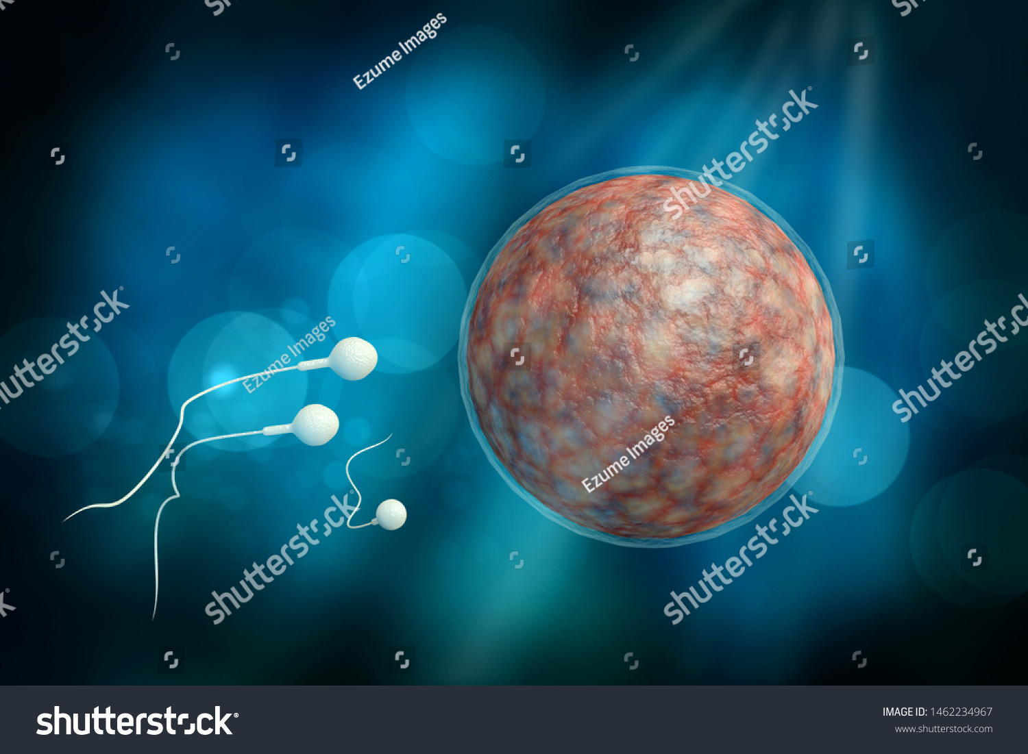 Swimming Sperm Race Impregnate Fertile Human Stock Illustration 1462234967