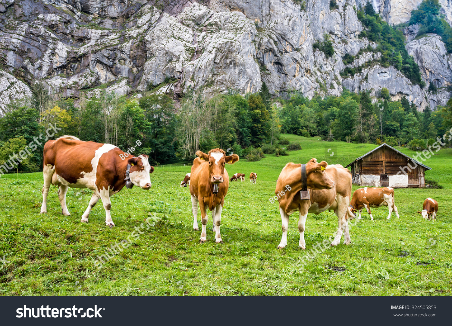 Swiss Cows Bells Over Rocks Lauterbrunnen Stock Photo (Edit Now) 324505853