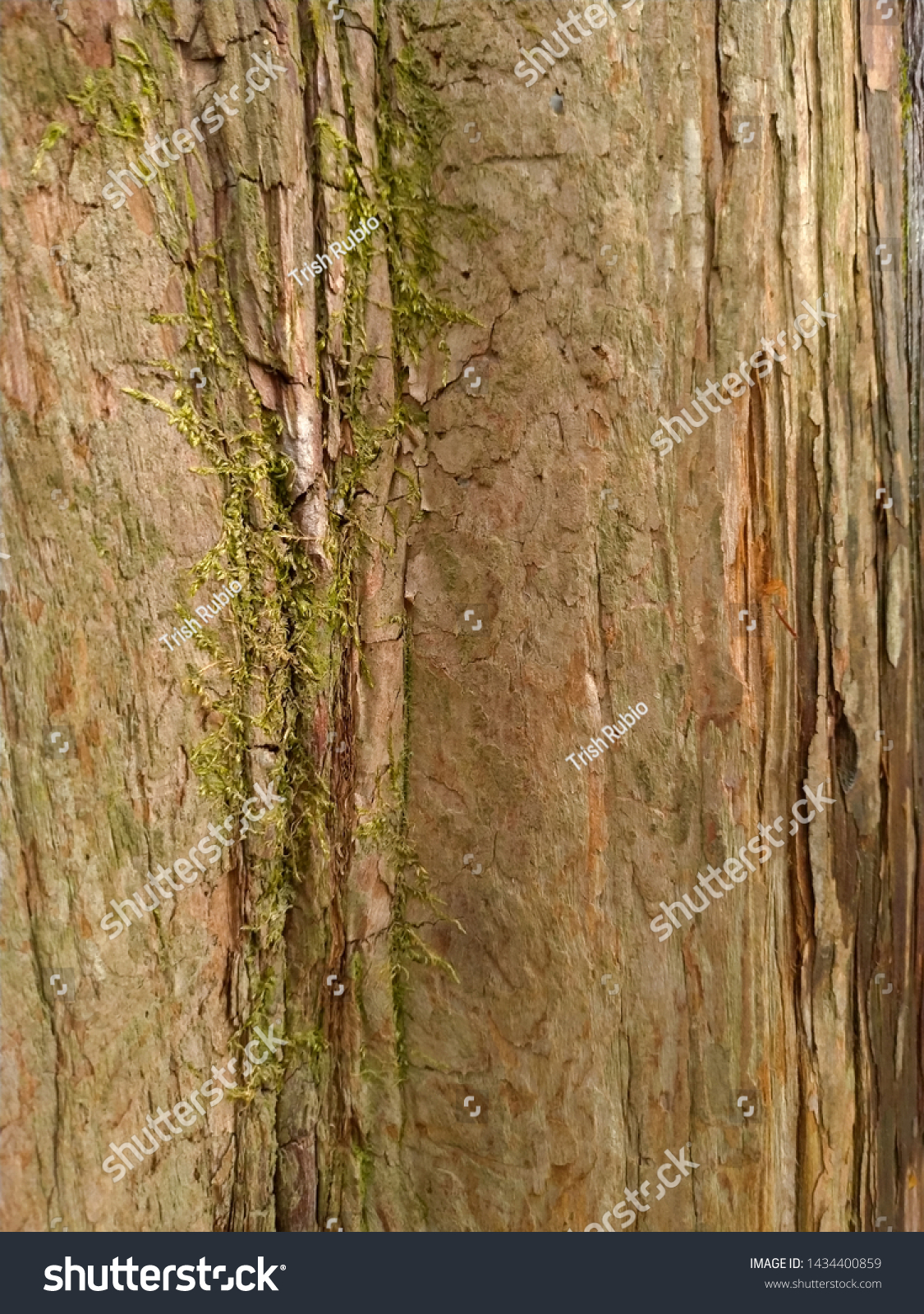 Sycamore Tree Bark Texture Background Stock Photo Edit Now