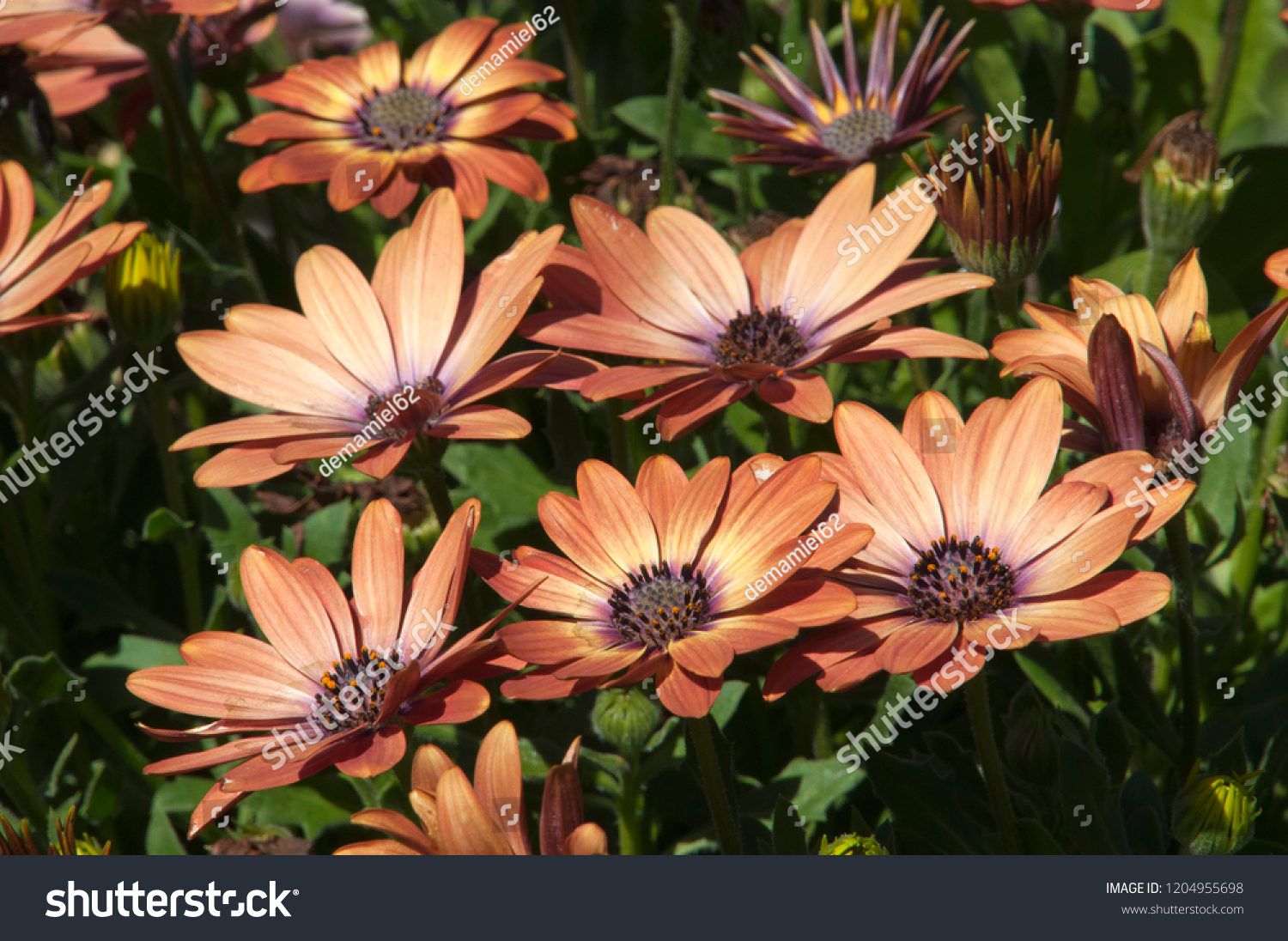 Sydney Australia Brown African Daisy Flowers Stock Photo Edit Now 1204955698