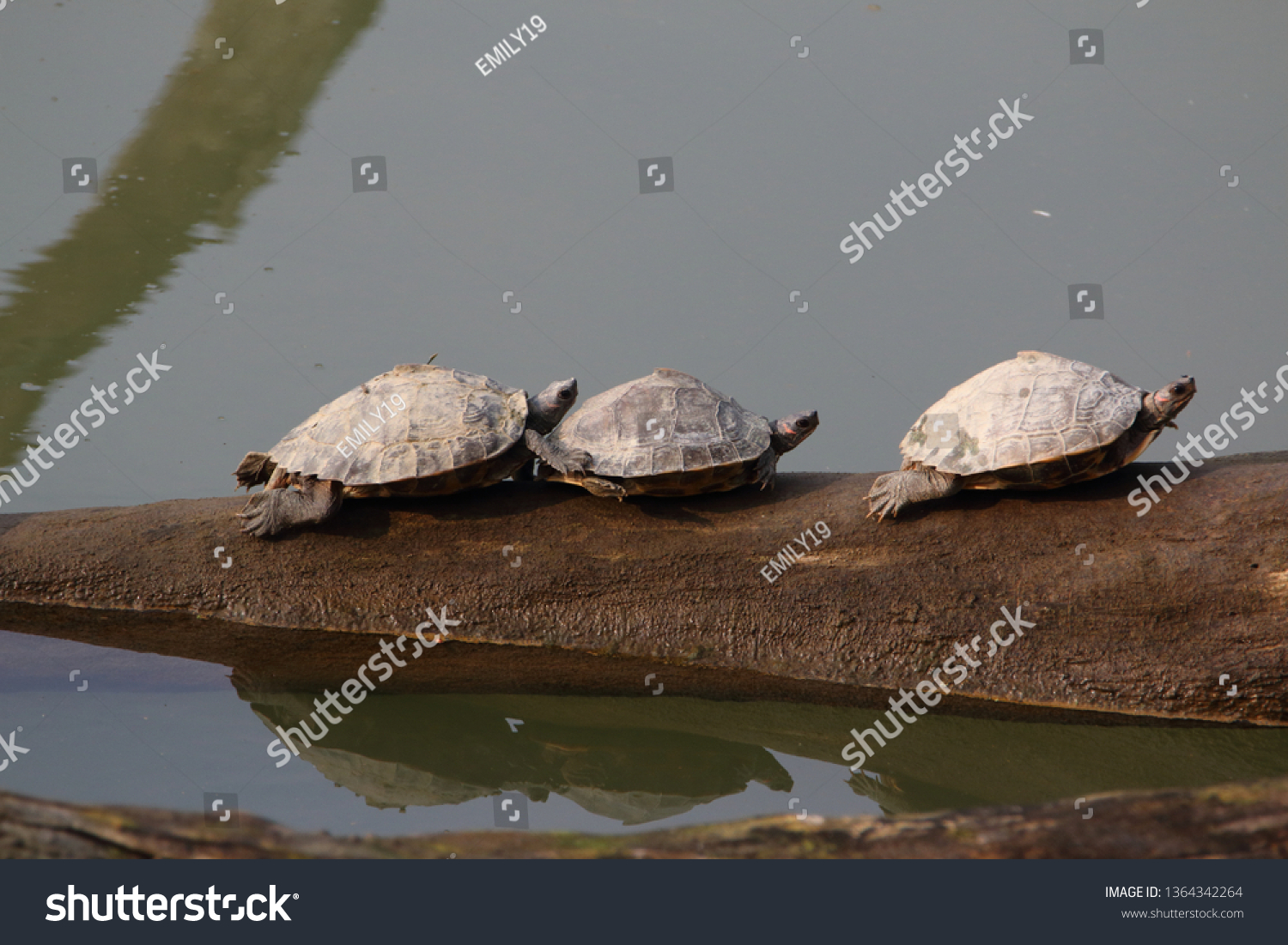 Sylhet Roofed Turtle Assam Roofed Turtle Stock Photo (edit Now) 1364342264