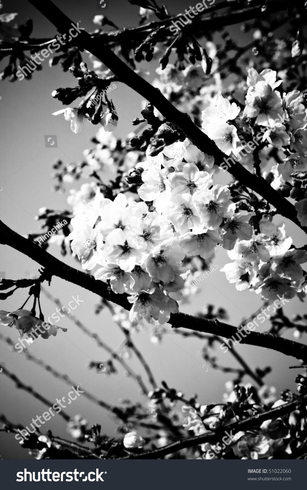 Symbol Of Japanese Culture. Cherry Tree Blossoms In Monochrome. Stock ...