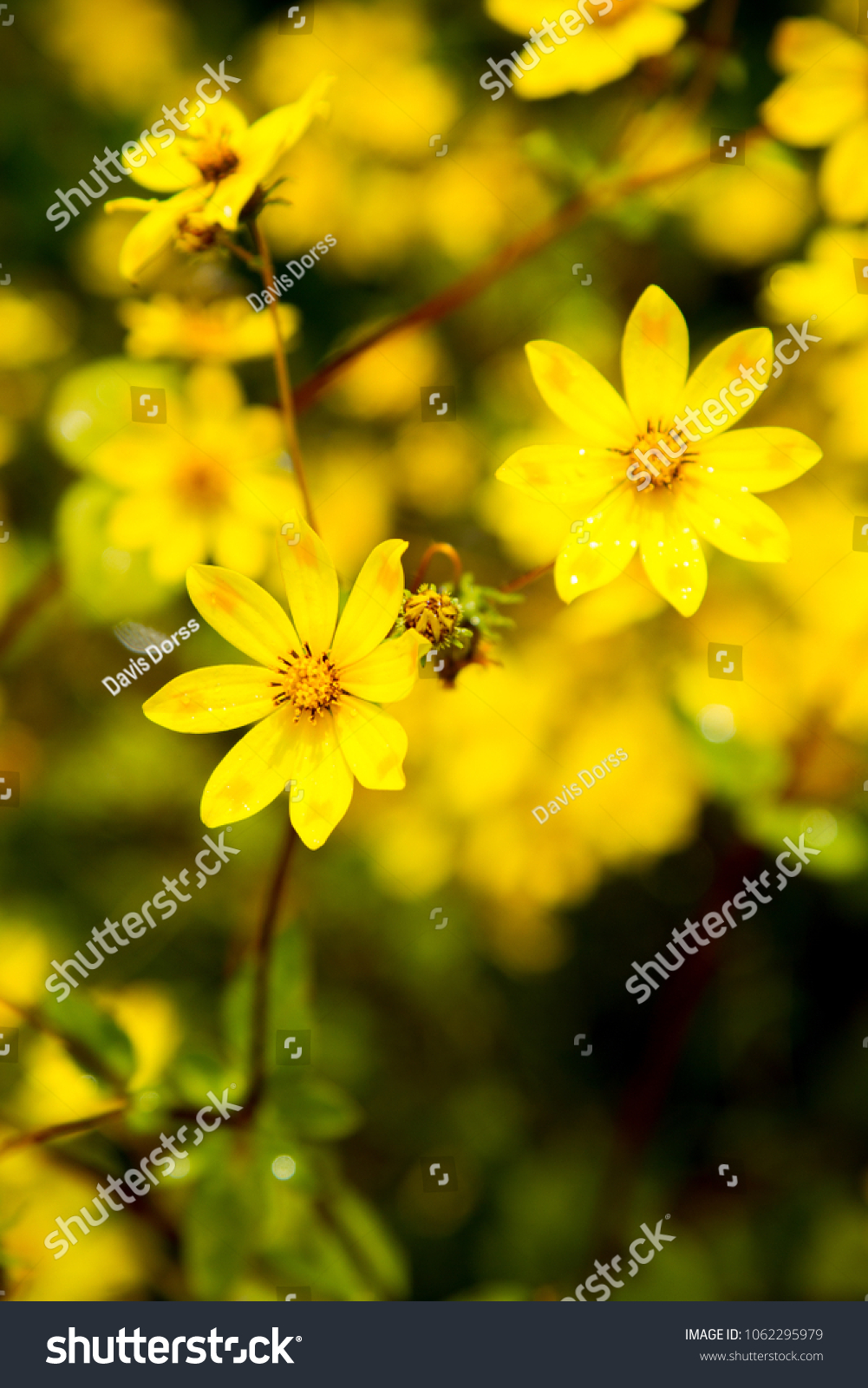 Symbolic Yellow Flowers Ethiopia Stock Photo Edit Now