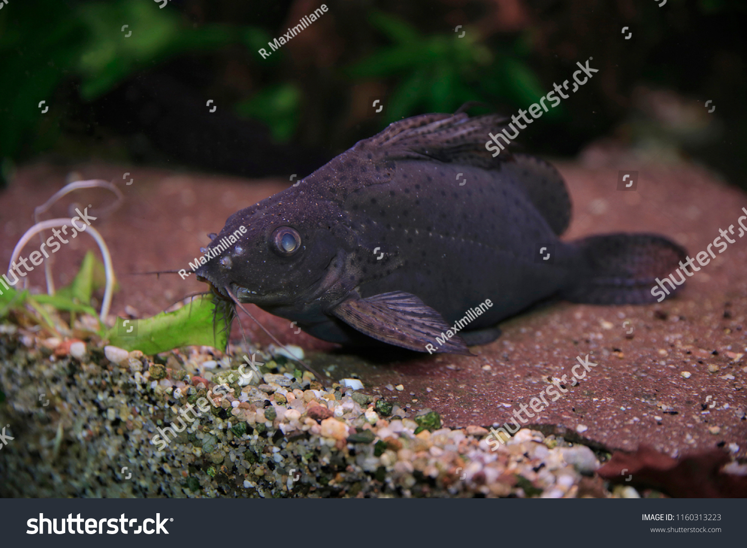 Synodontis Nigriventris Blotched Upsidedown Catfish Stock Photo ...