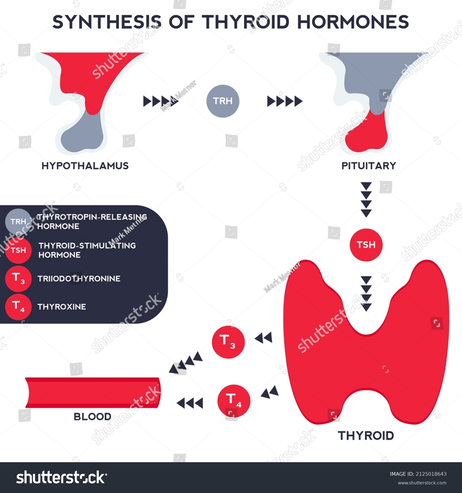 Synthesis Thyroid Hormones Scheme Formation Thyroxine Stock