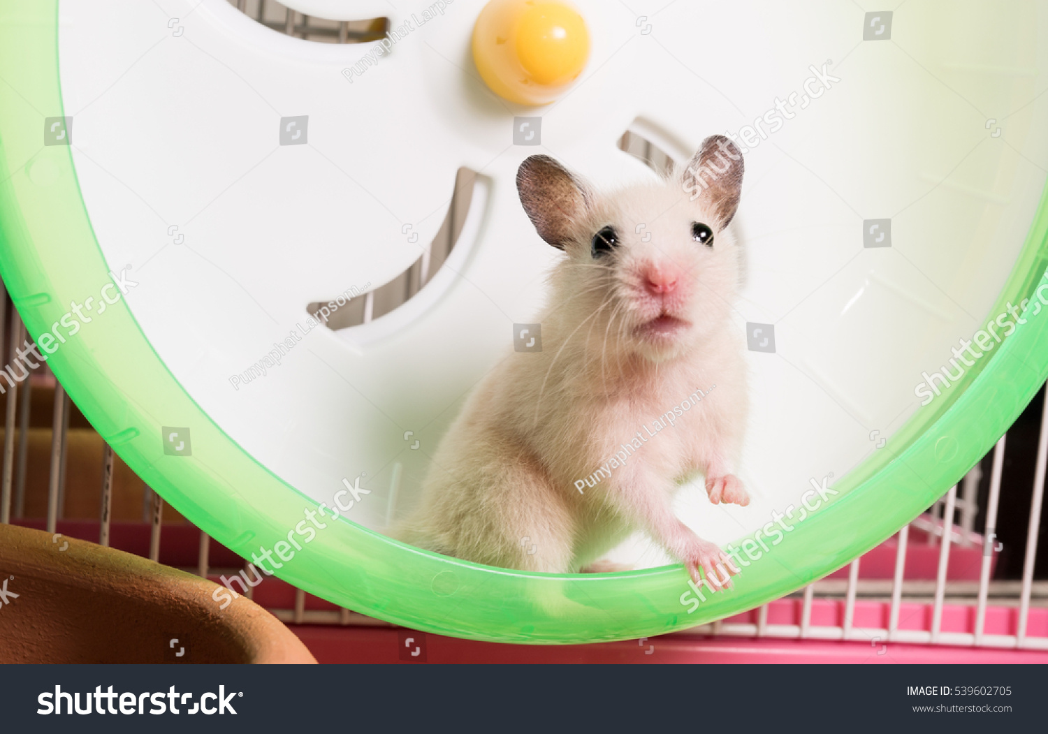 Syrian Hamster Staring Camera Right Foot Stock Photo Edit Now 539602705