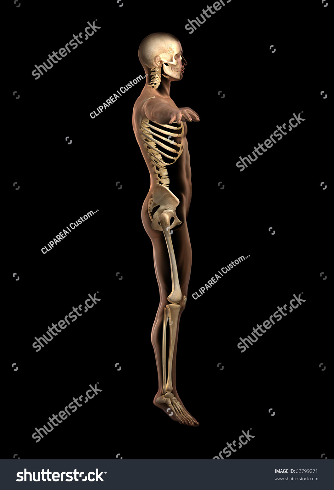 T Pose Skeleton Left View Stock Illustration 62799271