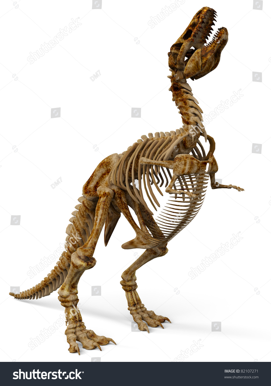 T-Rex Skeleton Stock Photo 82107271 : Shutterstock