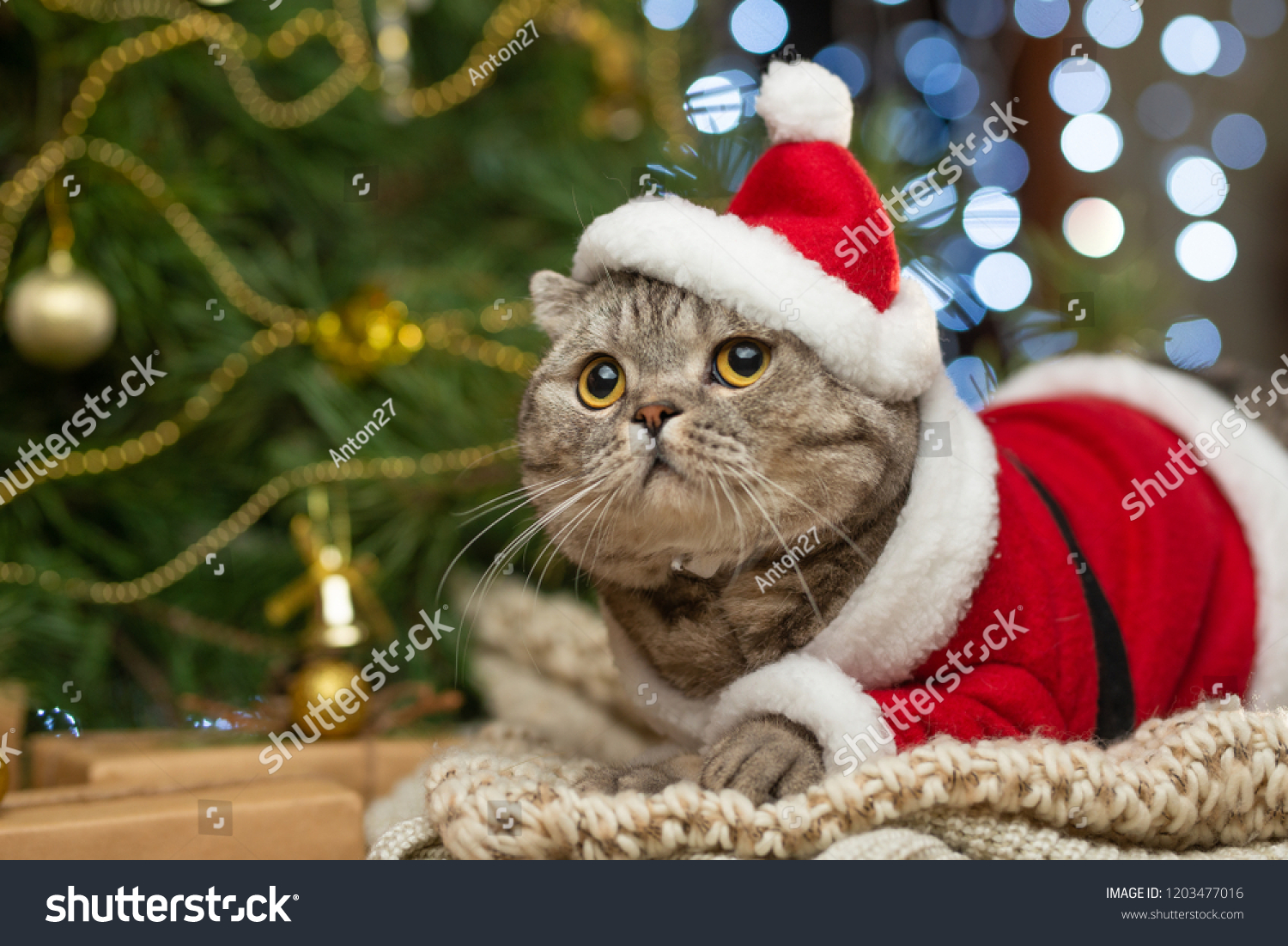 happy cat christmas