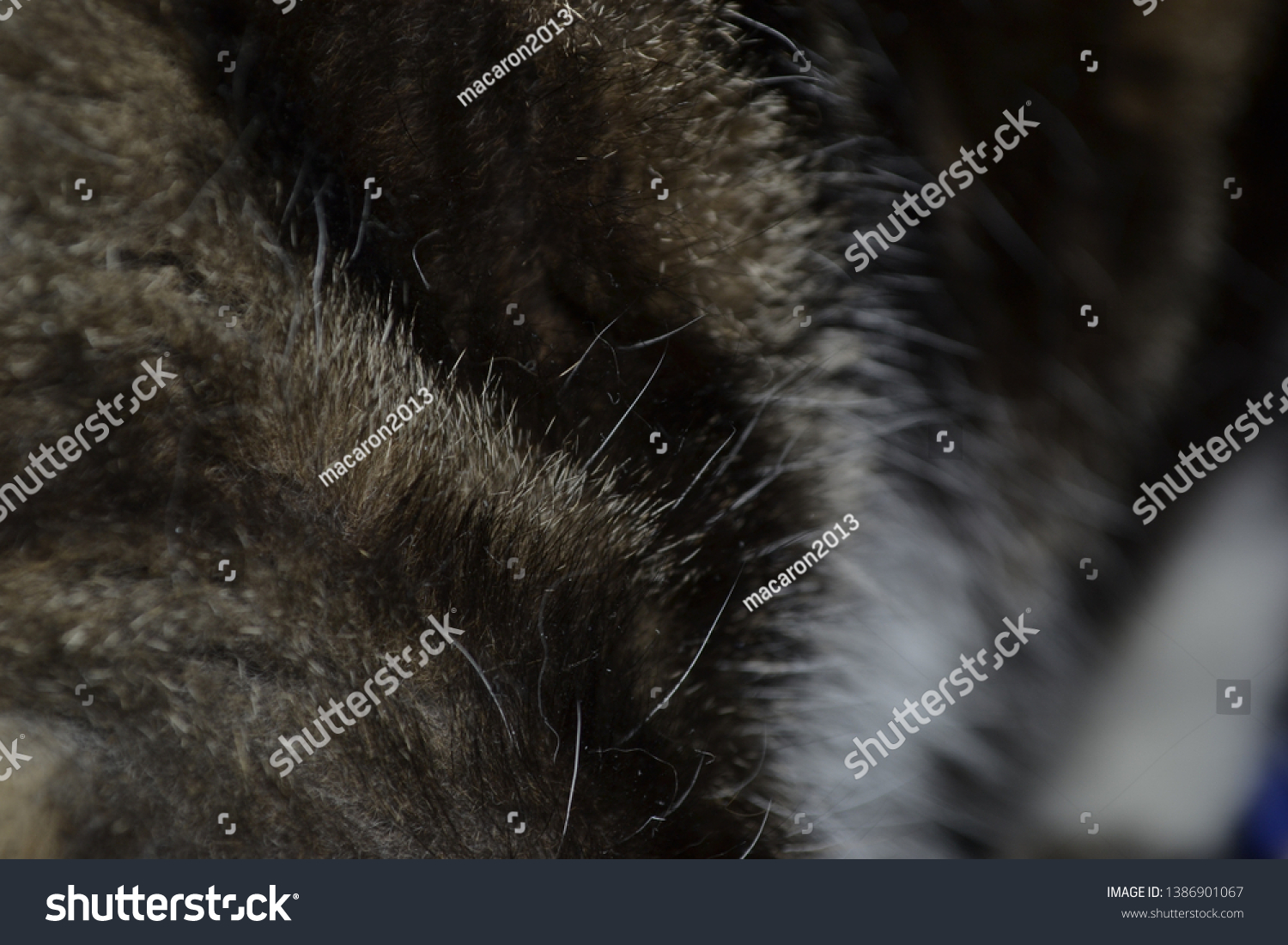 Tabby Cat Fur Texture Stock Photo 1386901067 Shutterstock Tabby Cat Fur Texture Stock Photo 1386901067 Shutterstock