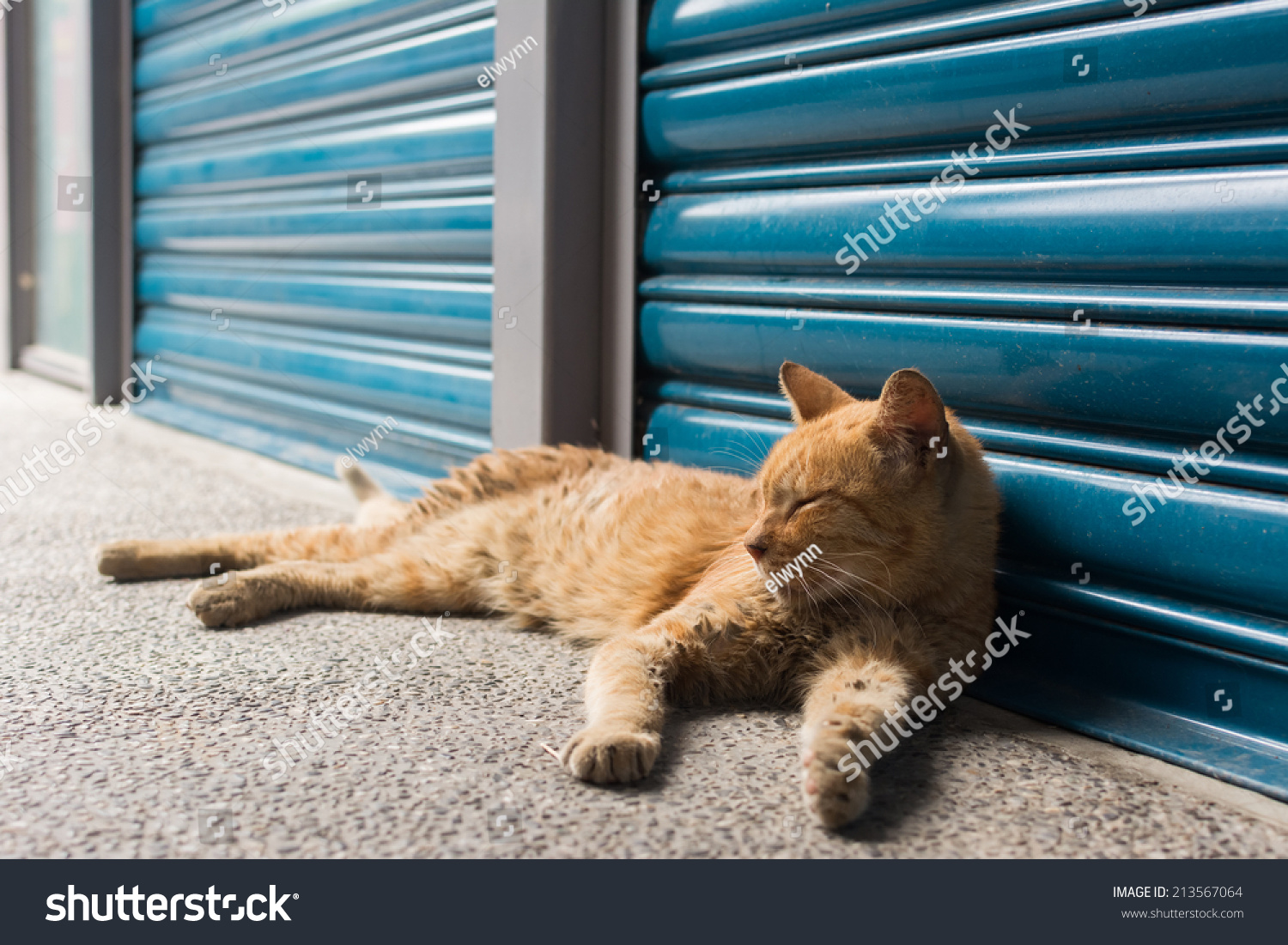 Tabby Ginger Cat Rely Front Blue Stock Photo Edit Now