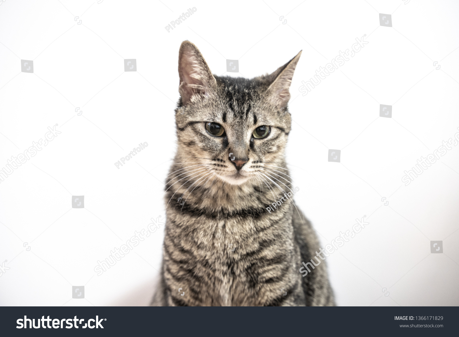 Tabby Grey Chinese Lihua Cat Isolated Animals Wildlife Stock Image 1366171829