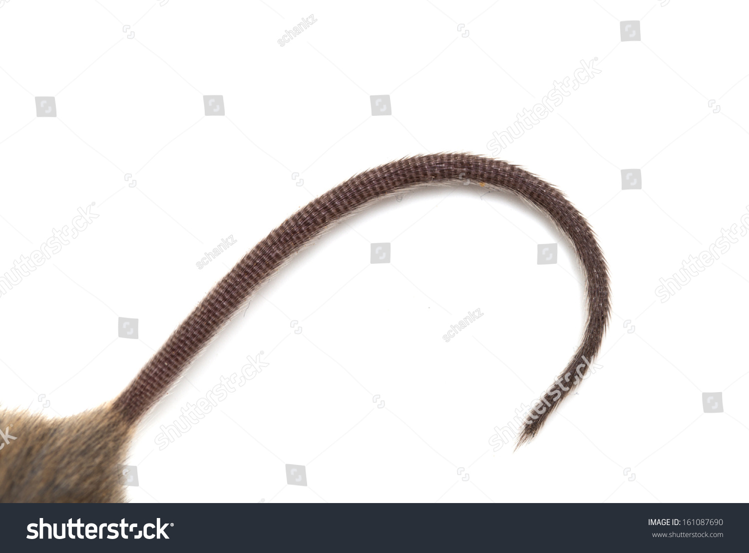 "rat_tail" Images, Stock Photos & Vectors | Shutterstock