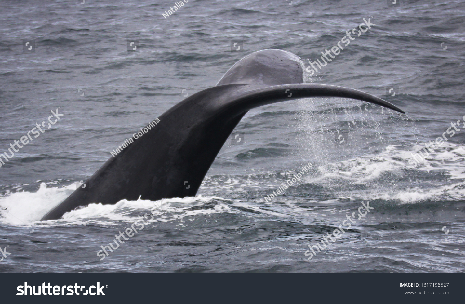 Tail Drops Water Southern Right Whale Stock Photo Edit Now