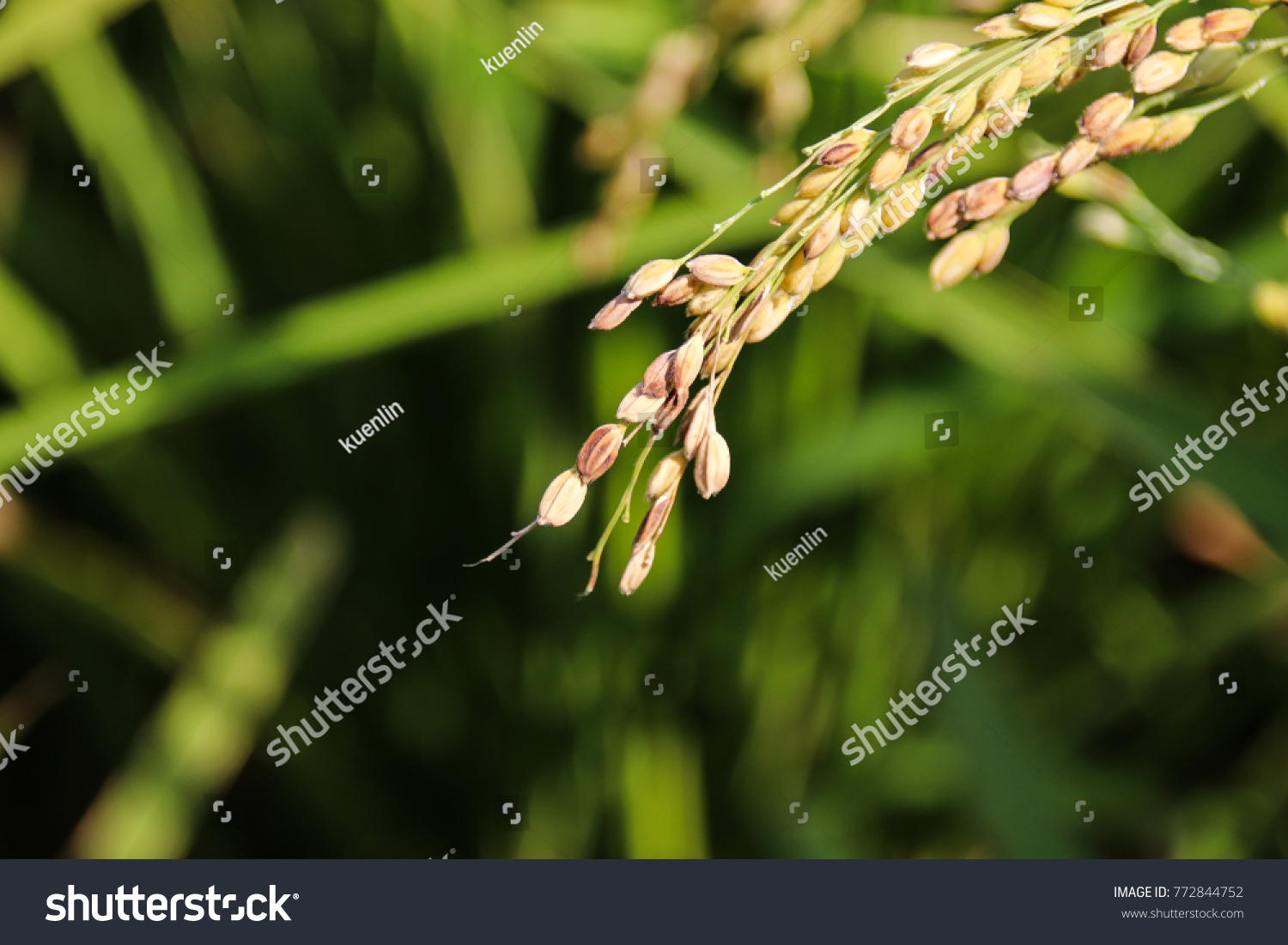 Taiwan Agriculture Rice Stock Photo 772844752 Shutterstock