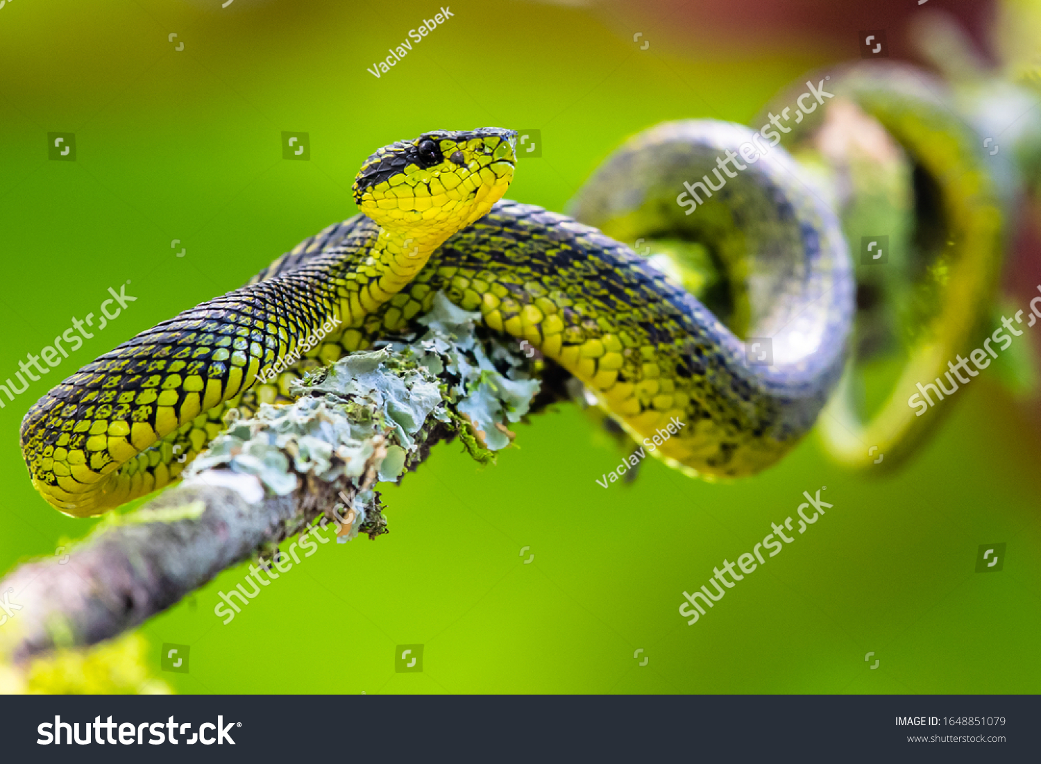 Talamancan Palmpitviper Bothriechis Nubestris Nature Habitat Stock 