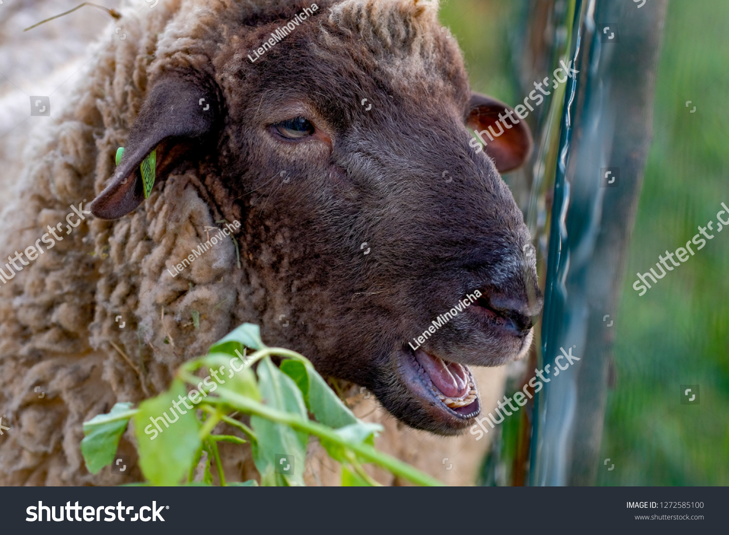 sheep muzzle