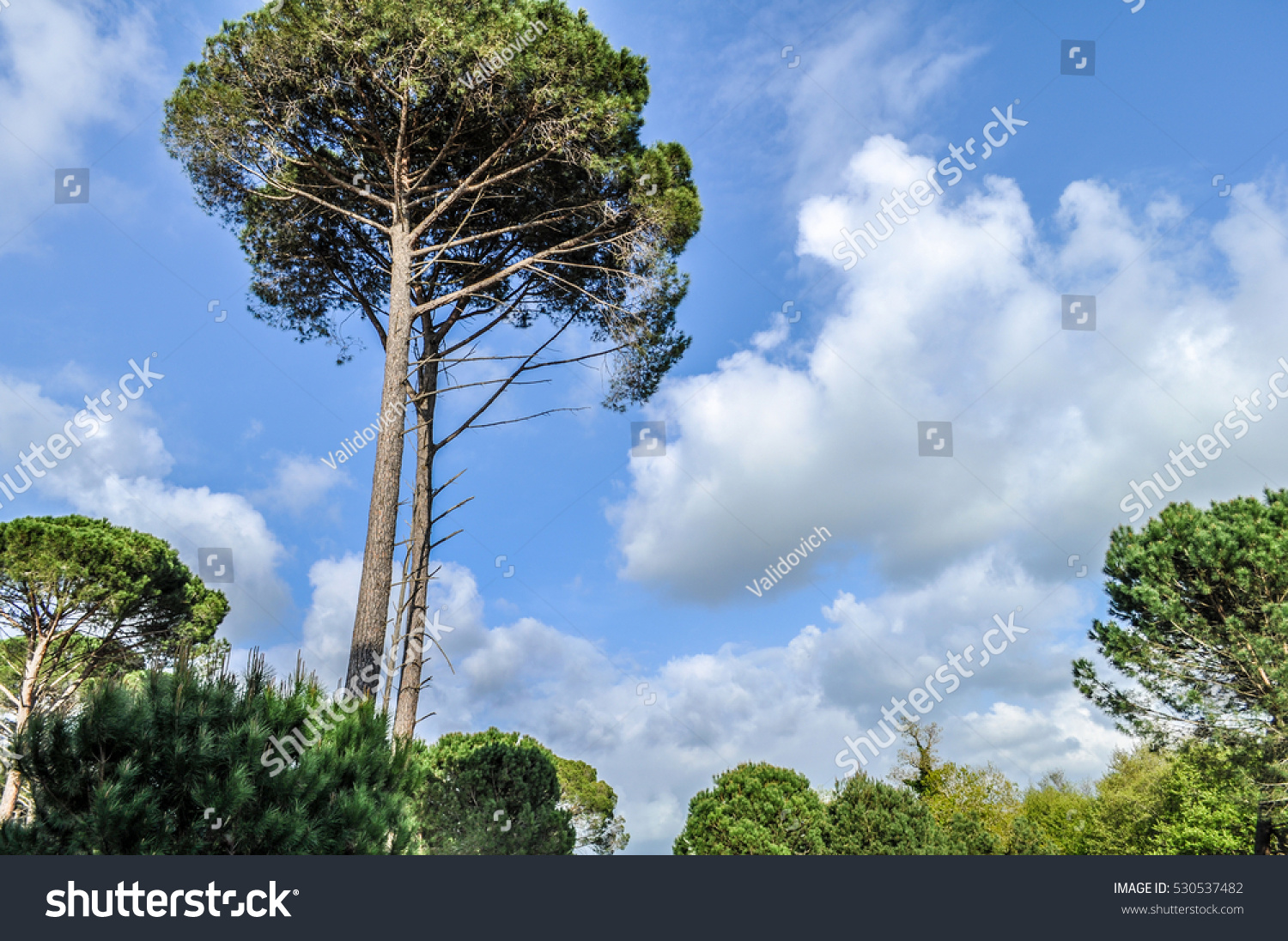 Tall Tree Stock Photo Edit Now