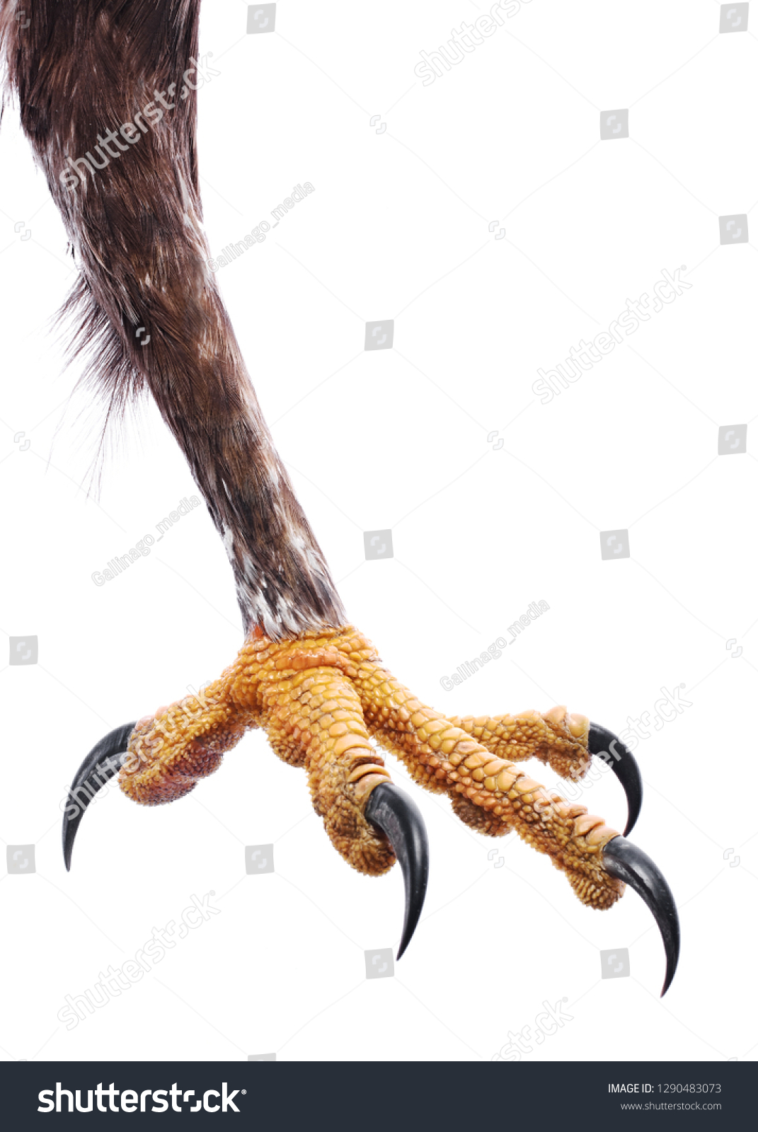 3,799 Eagle leg Images, Stock Photos & Vectors | Shutterstock