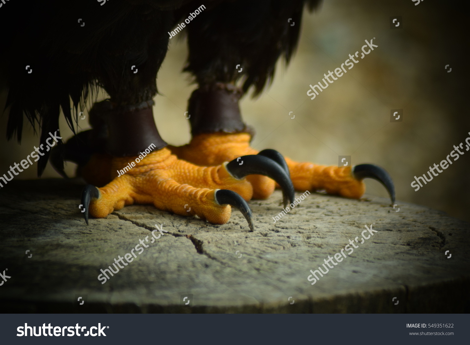 Talons Feet American Bald Eagle Stock Photo (Edit Now) 549351622