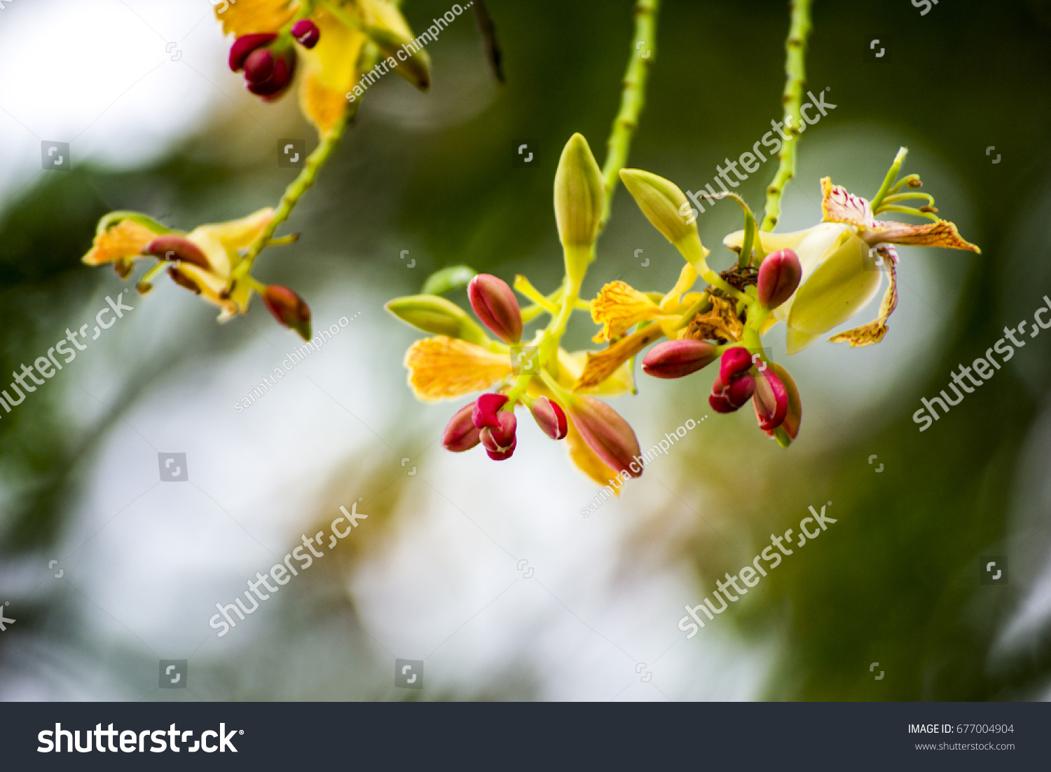 Tamarind Flower Blooming On Tree Scientific Stock Photo Edit Now