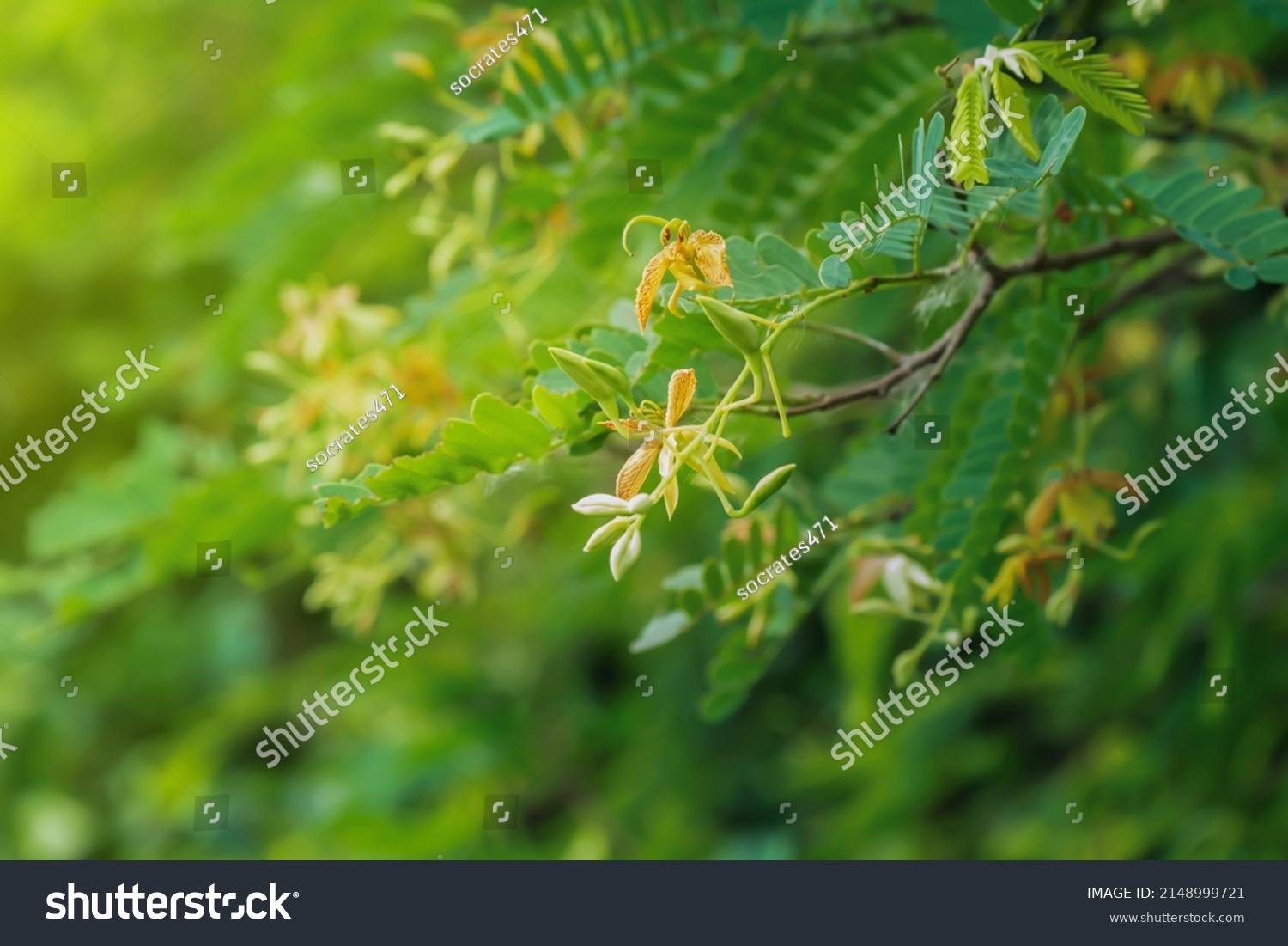 Tamarind Flower Tamarind Medium Large Tree Stock Photo 2148999721 ...