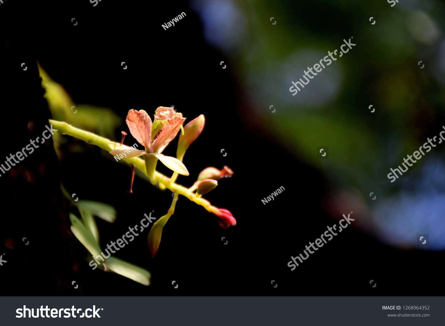 Tamarind Flower Tamarind Sour Fruit Can Stock Photo Edit Now