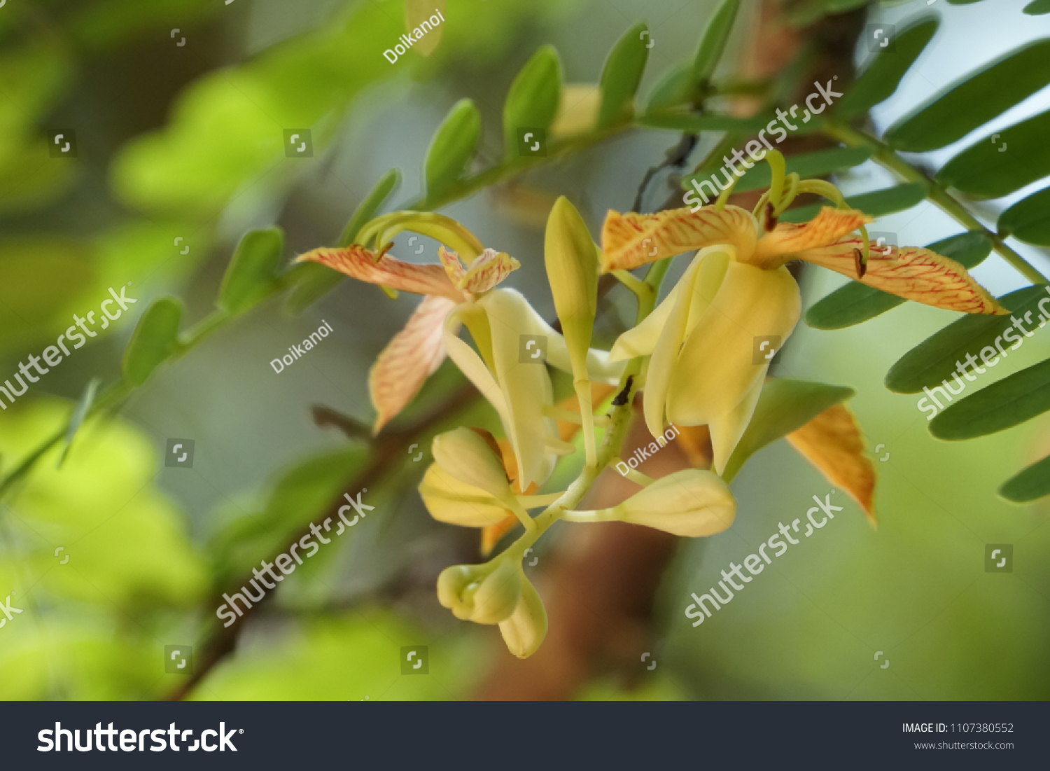 Tamarind Flowers Tamarindus Indica Flowers Stock Photo Edit Now