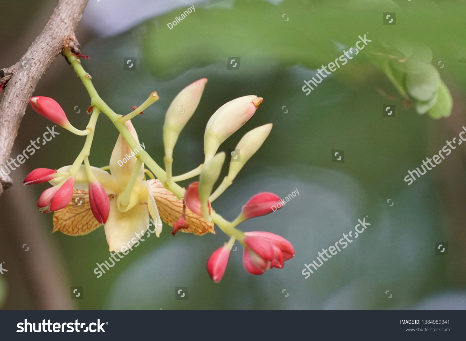 Tamarind Flowers Tamarindus Indica Flowers Stock Photo Edit Now