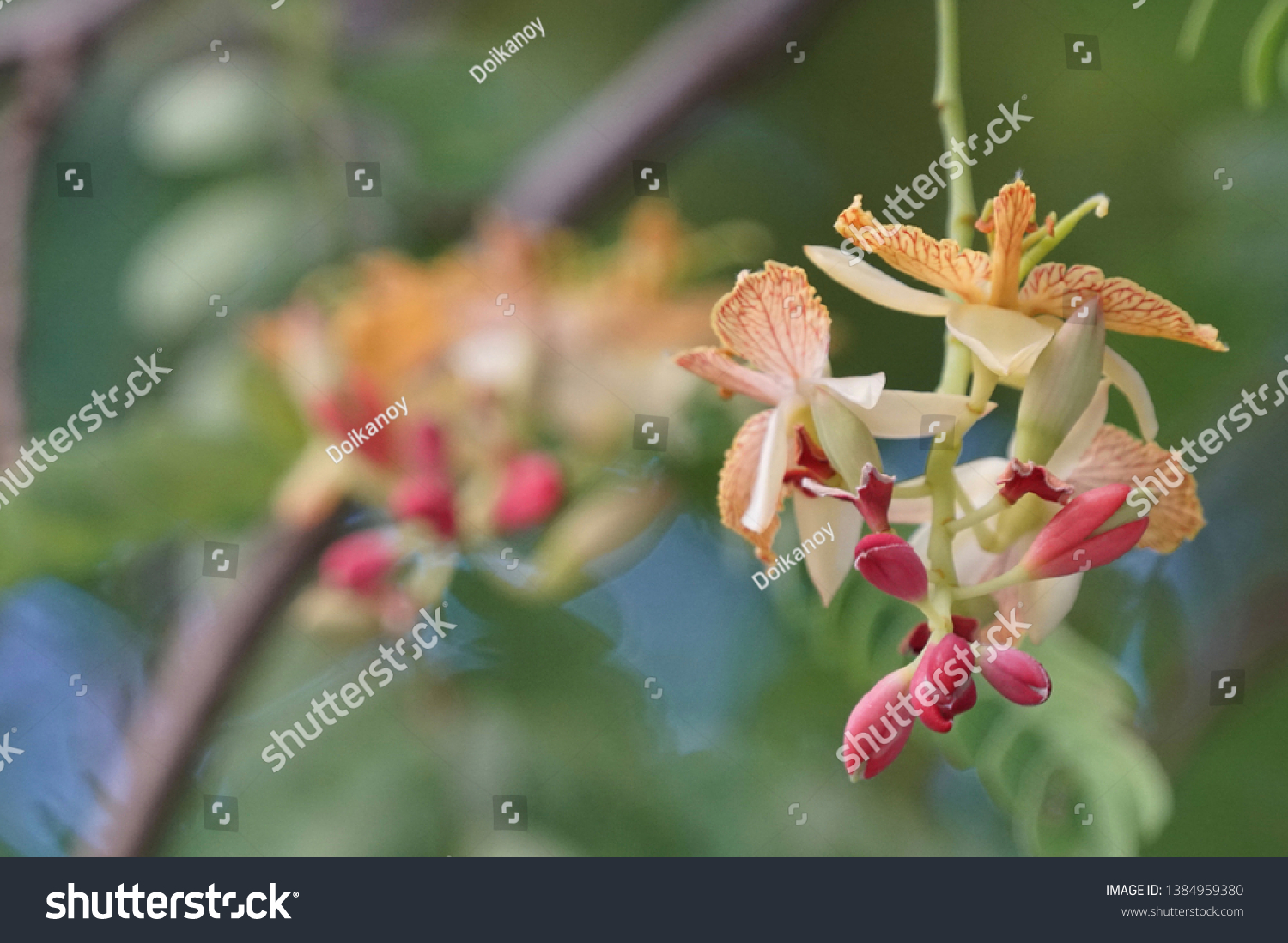 Tamarind Flowers Tamarindus Indica Flowers Stock Photo Edit Now