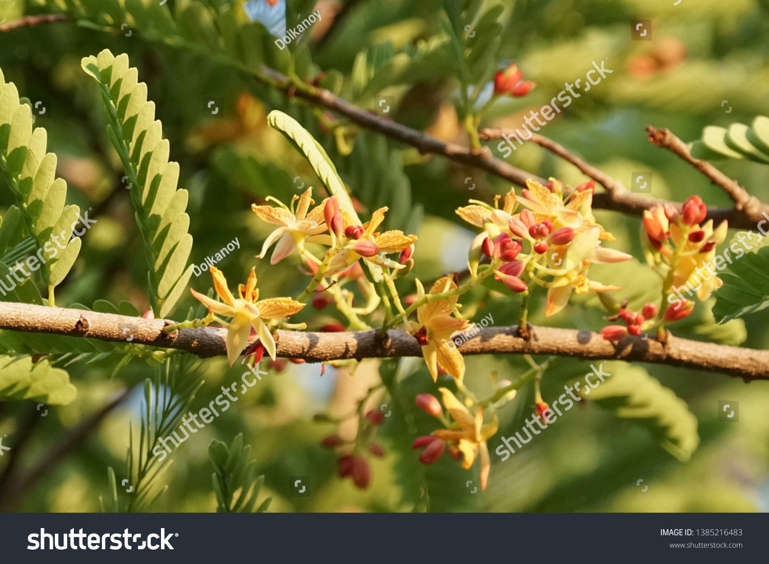 Tamarind Flowers Tamarindus Indica Flowers Stock Photo Edit Now