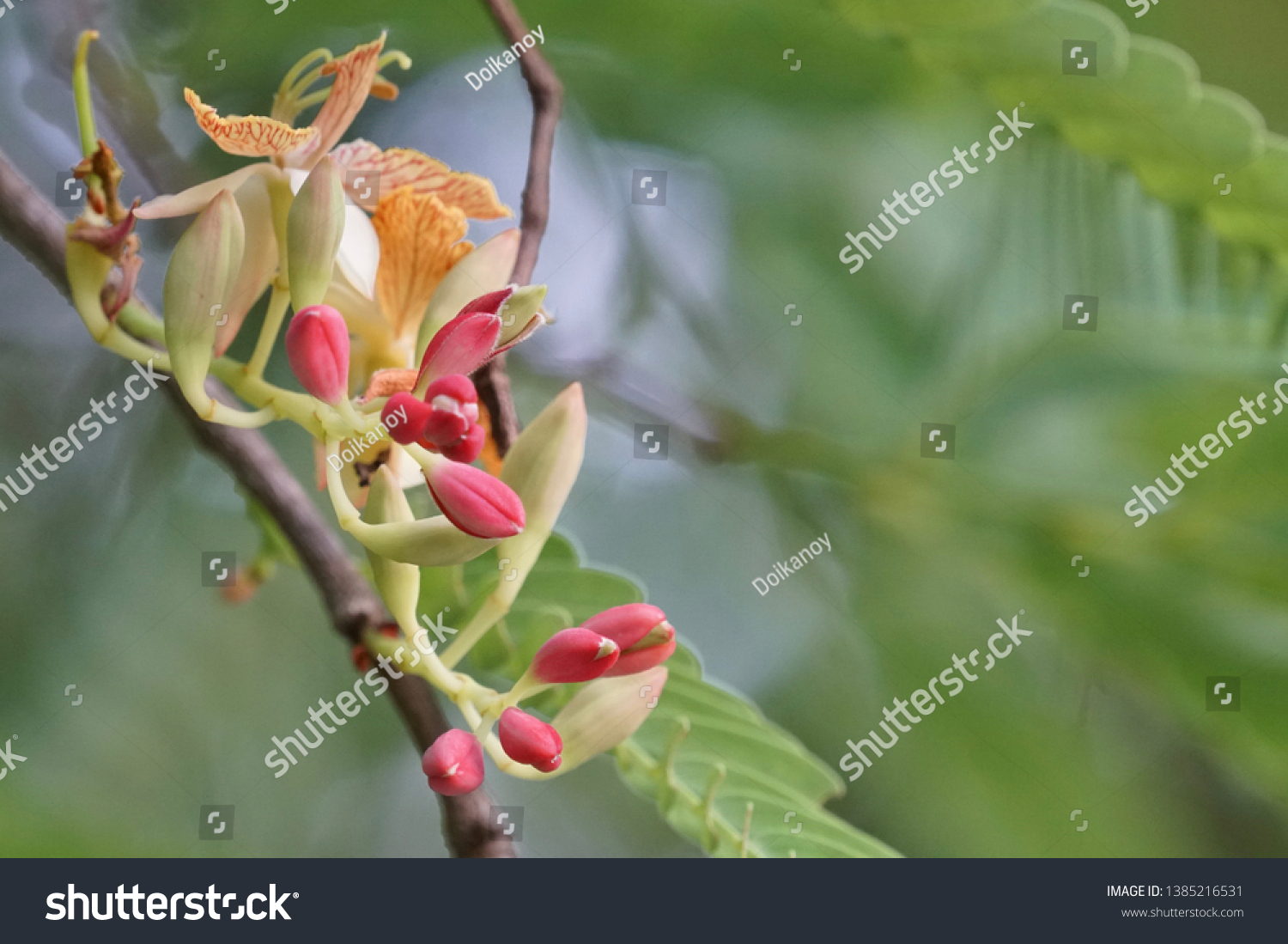 Tamarind Flowers Tamarindus Indica Flowers Stock Photo Edit Now