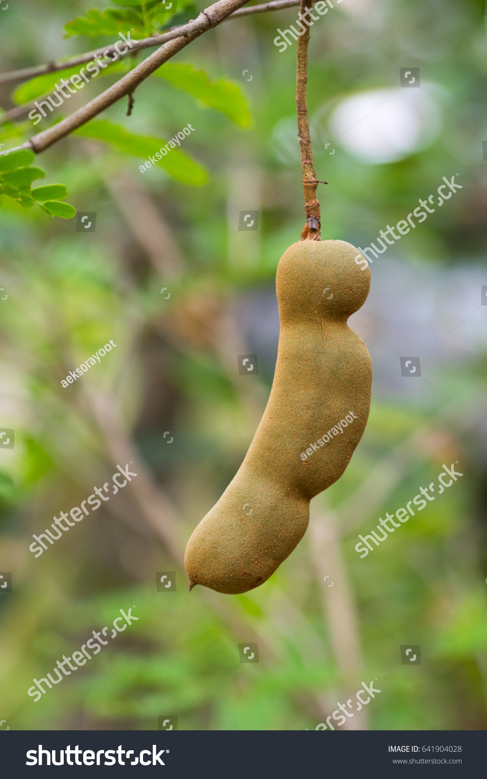 Tamarind Fruit Tree Stock Photo Edit Now