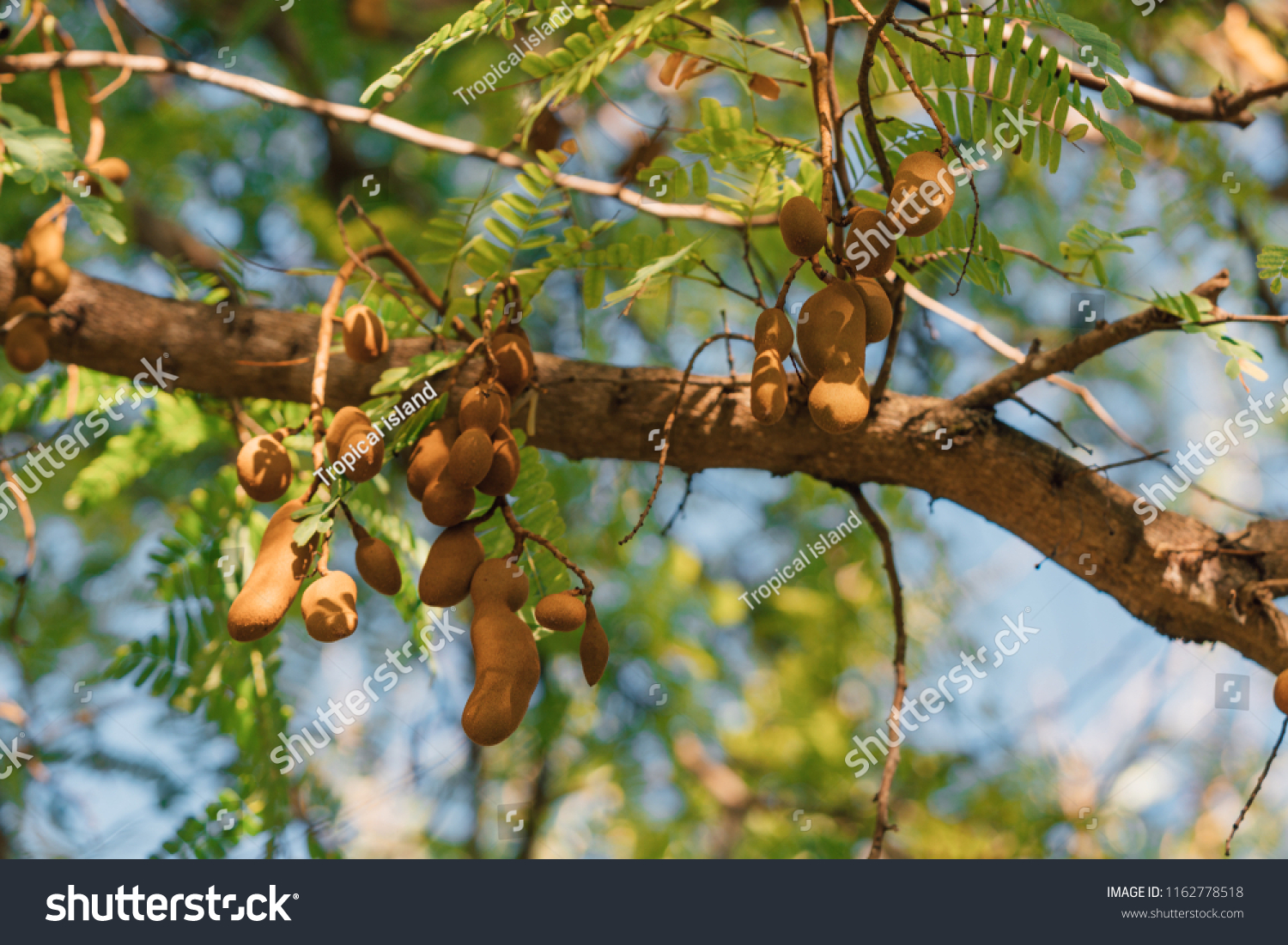 Tamarind Fruits On Tamarind Tree Stock Photo Edit Now