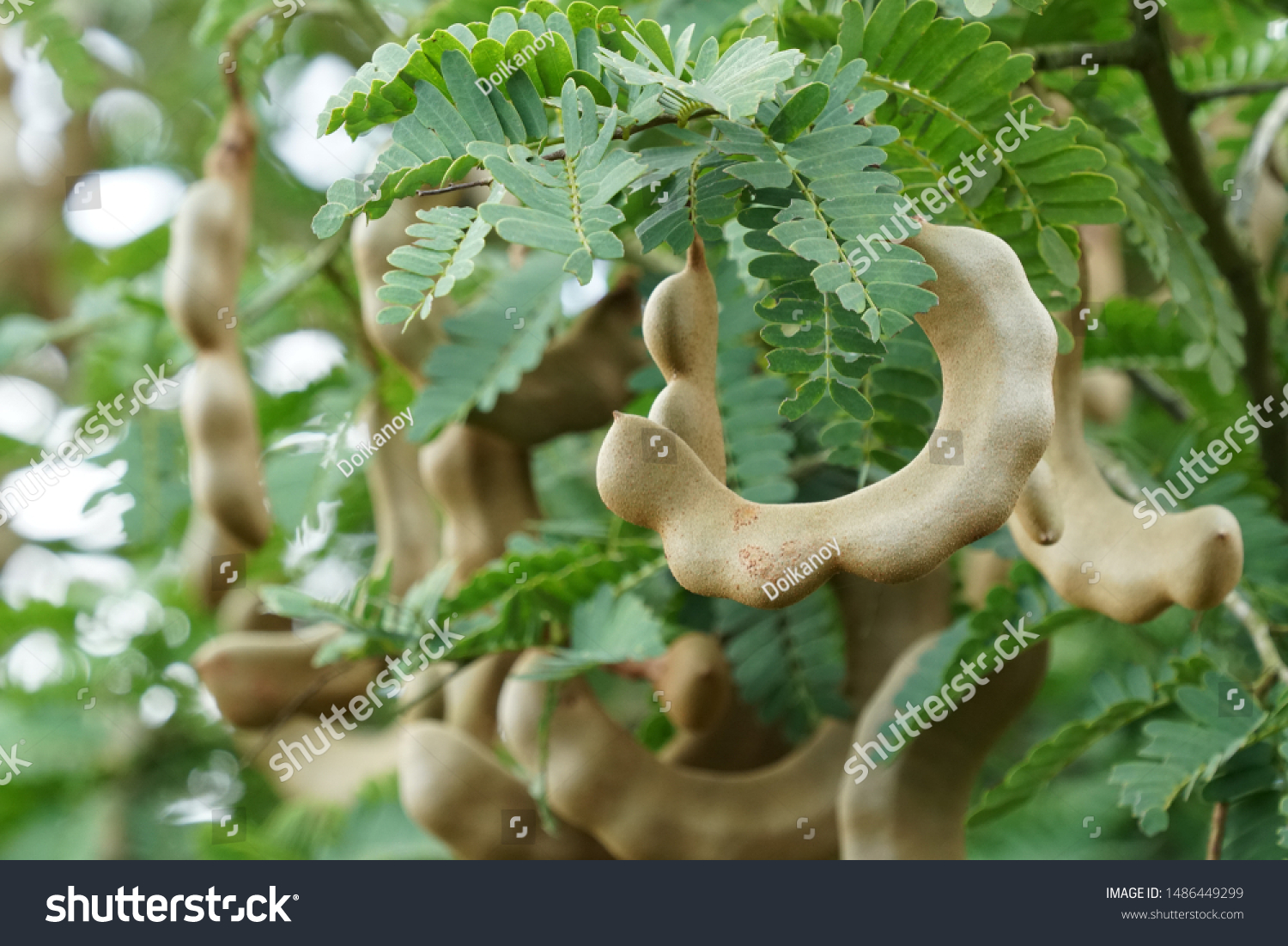 Tamarind Fruits Tamarindus Indica Stock Photo Edit Now