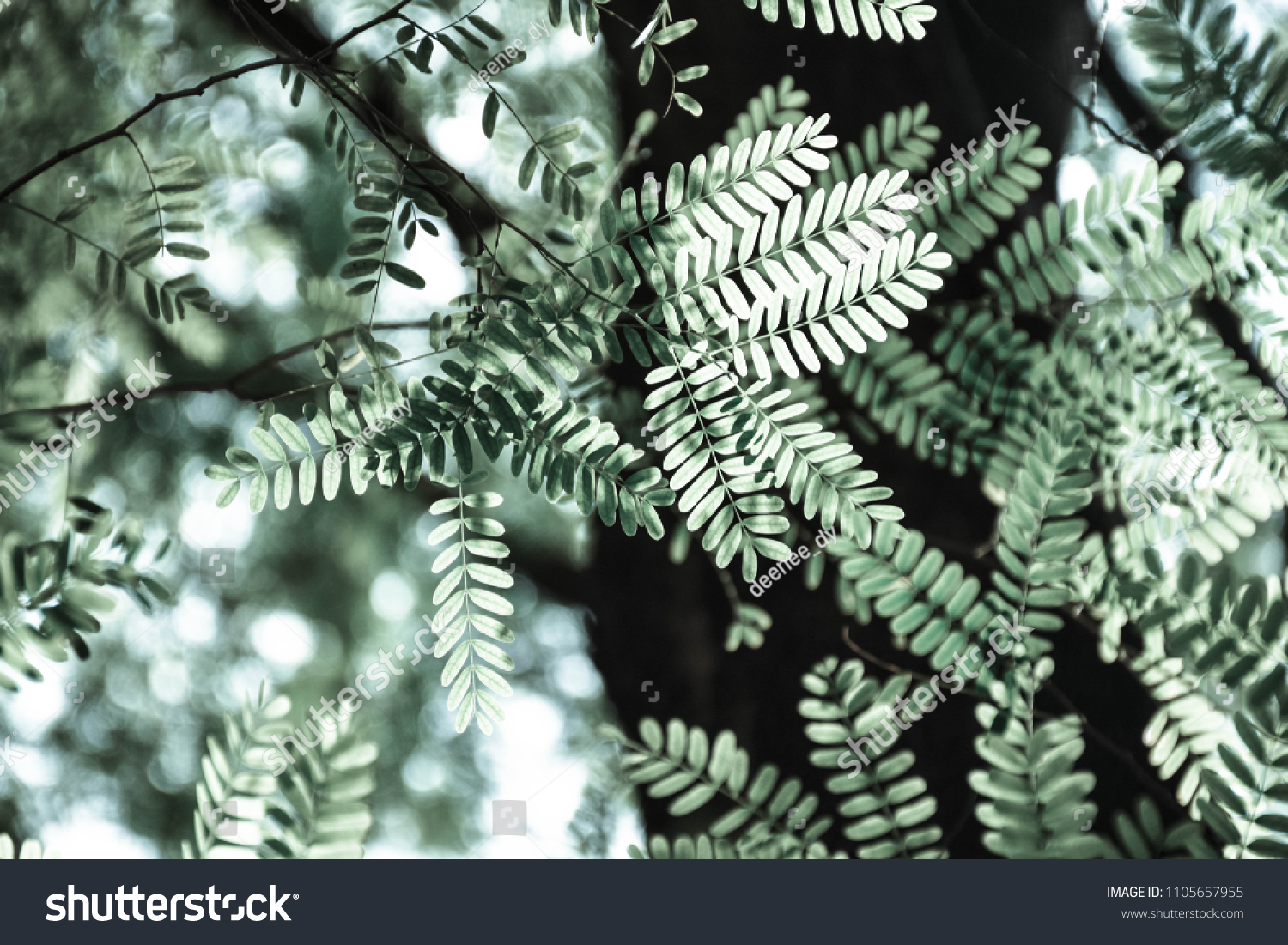 Tamarind Leaves On Tamarind Tree Vintage Stock Photo Edit Now